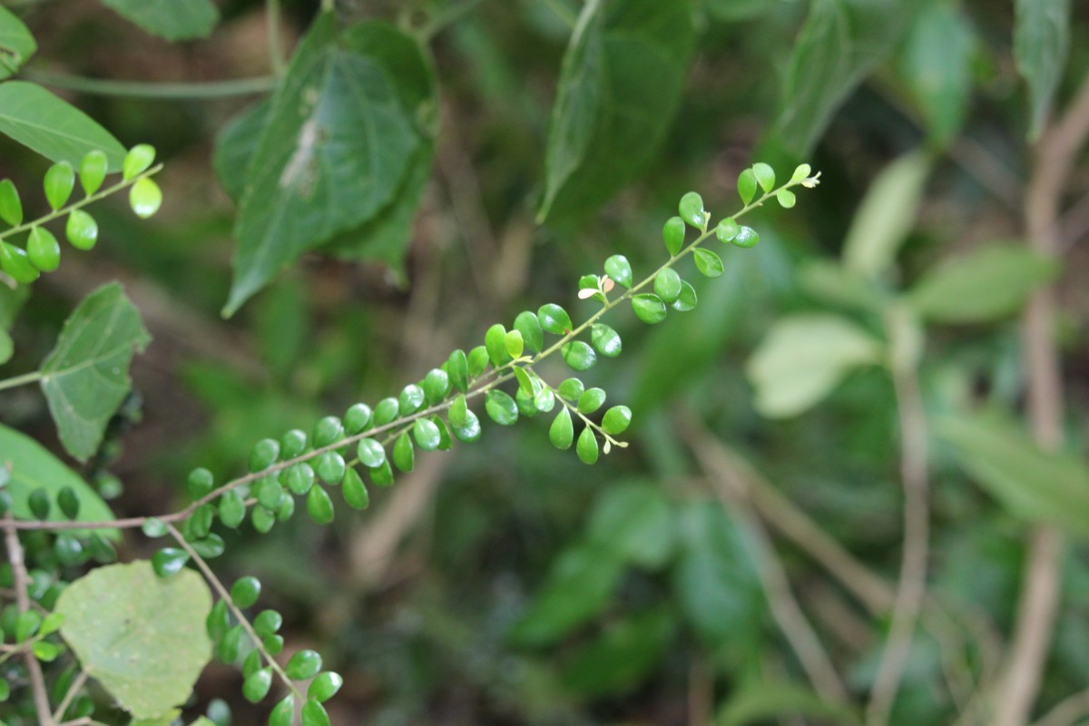 Diospyros nummulariifolia Kosterm.